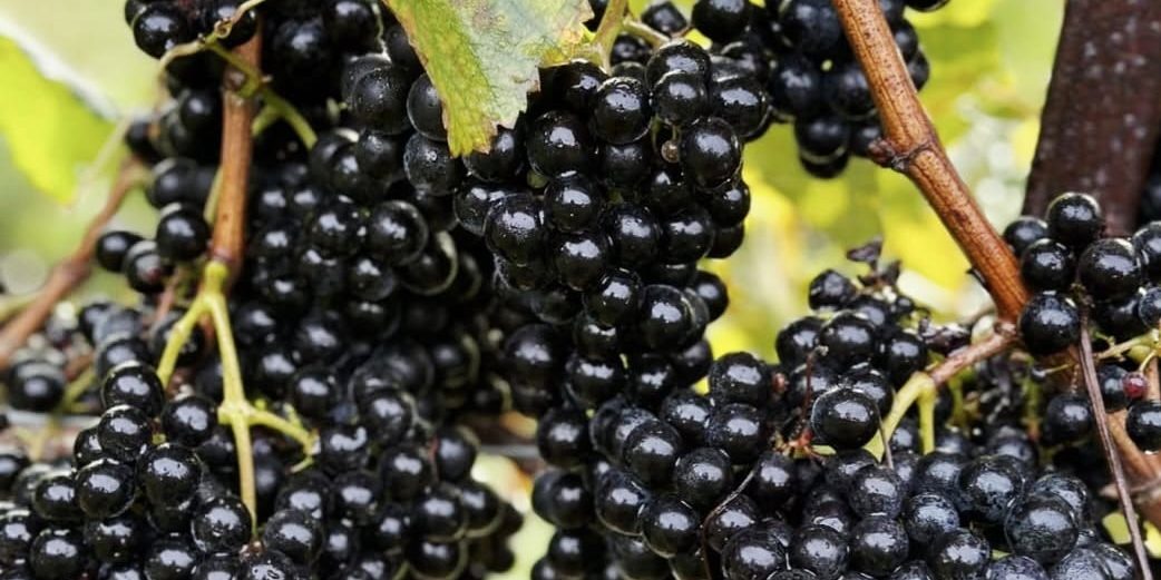 Winery Grape Vines - North Georgia Wine Highway