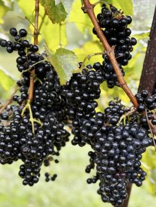 Winery Grape Vines - North Georgia Wine Highway