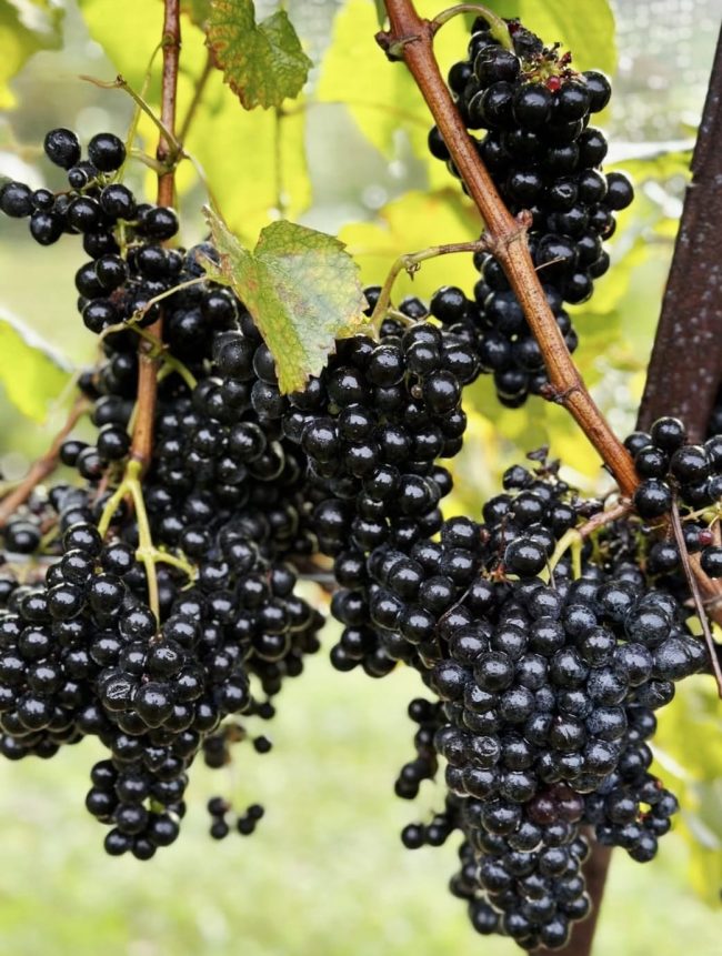 Winery Grape Vines - North Georgia Wine Highway