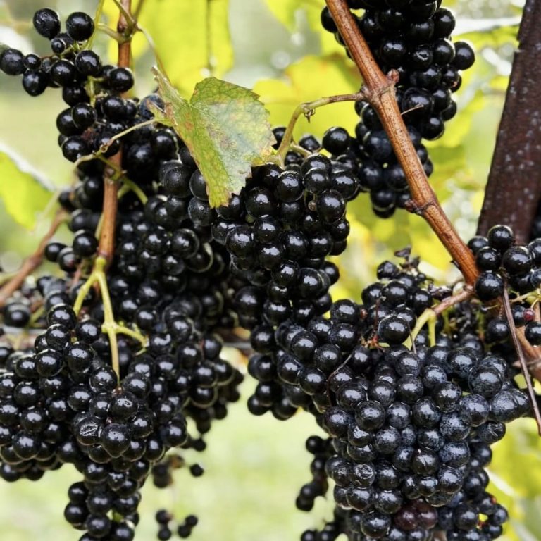 Winery Grape Vines - North Georgia Wine Highway