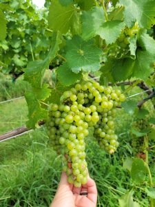 North Georgia Wine Highway - Grapes