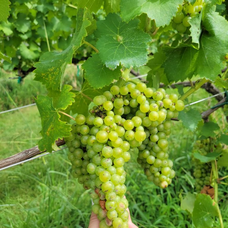 North Georgia Wine Highway - Grapes