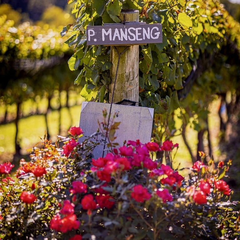 Grape Vines - North Georgia Wine Highway