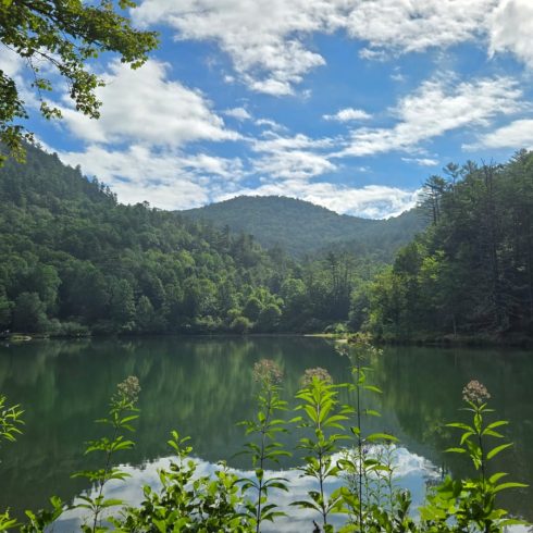 Serene lake surrounded by forested hills under a blue sky with scattered clouds, foreground plants framing the scene