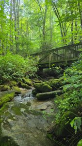 Wooden footbridge over a mossy rocky stream in a lush green forest.