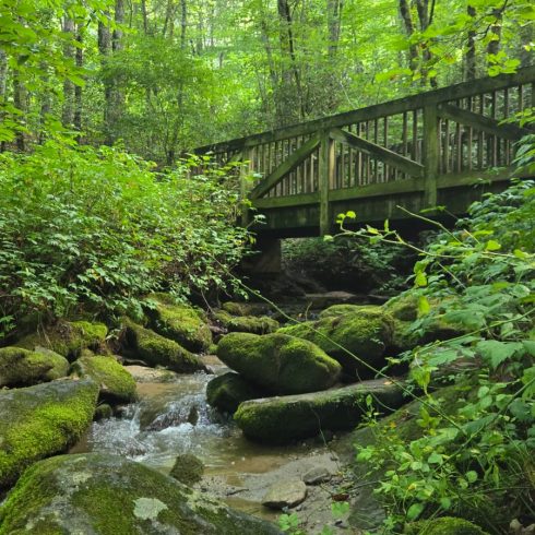 Wooden footbridge over a mossy rocky stream in a lush green forest.