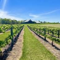 Vineyard with parallel rows of grapevines and a central grassy path under a clear blue sky and distant hills.