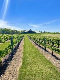 Vineyard with parallel rows of grapevines and a central grassy path under a clear blue sky and distant hills.