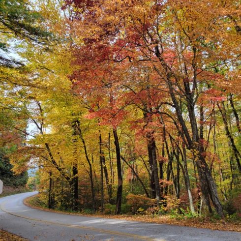 Winding road curving through a forest of autumn trees with orange, red, and yellow leaves in fall shuttle leaves on the ground nearby.