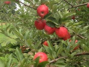 Red apples on a tree branch with green leaves in an orchard area.