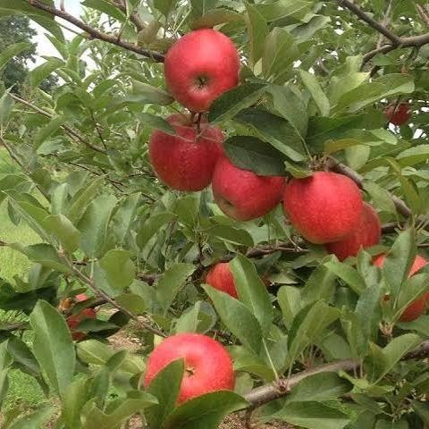Red apples on a tree branch with green leaves in an orchard area.