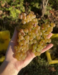 Hand holding a large bunch of pale green grapes in sunlight, with a vineyard backdrop behind.