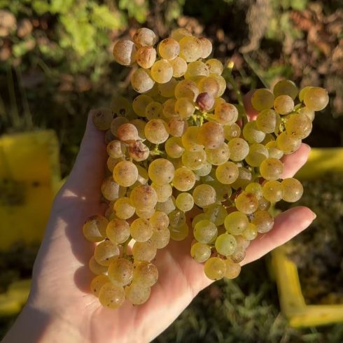 Hand holding a large bunch of pale green grapes in sunlight, with a vineyard backdrop behind.