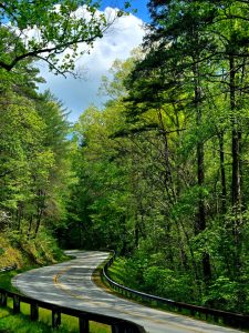 Winding two-lane road through a dense green forest with guardrails on both sides.