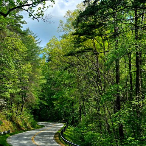 Winding two-lane road through a dense green forest with guardrails on both sides.