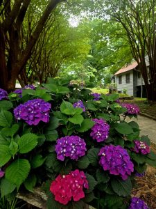 Beechwood Inn Summer Hydrangea Garden - Beechwood Inn | Clayton, GA | Bed & Breakfast Purple hydrangeas blooming beneath leafy trees at Beechwood Inn