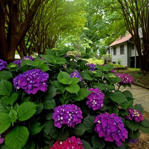 Purple hydrangeas blooming beneath leafy trees at Beechwood Inn