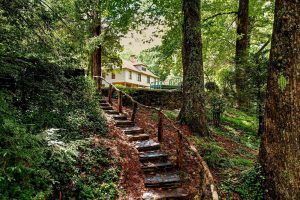 Rustic garden steps and handrail leading through summer woodland toward Beechwood Inn
