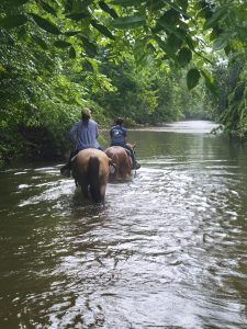 Horseback Dillard Stables